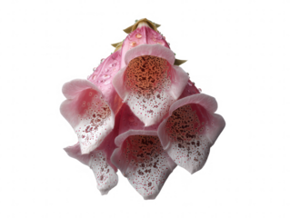 Delicate Pink Foxglove Flowers with Water Droplets Closeup