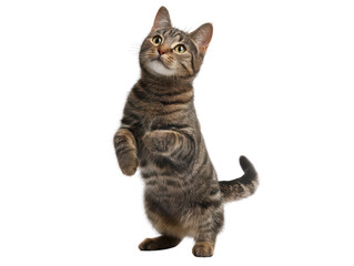 Fototapeta premium Adorable Tabby Cat Standing on Hind Legs Begging for Treat