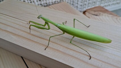 The common mantis is a predatory, carnivorous insect that sits on wooden blocks. © Татьяна Лесогор