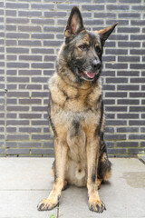 Friendly-looking German Shepherd, pet, mammal, animal, breed, dog breed, companion animal, guide dog, seeing eye dog