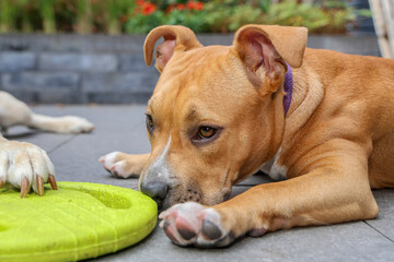Cute American Staffordshire puppy lying down, looking cheeky, pet, mammal, animal, breed, dog...