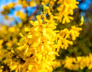 Bright yellow flowers in spring sunshine