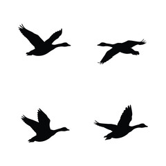 Four silhouettes of geese flying in formation against a white background