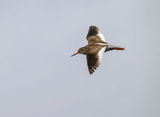 Common Redshank flying over Wildflowers in Wetland Habitat