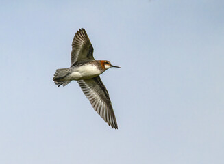 Red-Necked Phalarope in Flight Against Clear Blue Sky