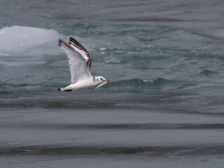 Black-Legged Kittiwake Flying Over Arctic Waters with Fish Prey