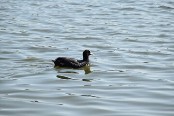 A cute coot is swimming in a sea in sunny summer day.