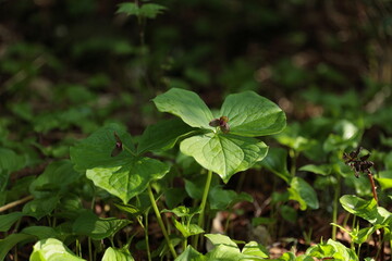 6月初旬の前目国内岳で見かけた植物
