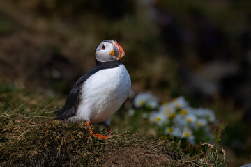 Atlantic Puffin Standing on Coastal Cliff with Wildflowers