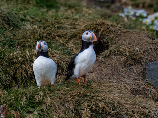 Pair of Atlantic Puffins in Coastal Grassland Habitat