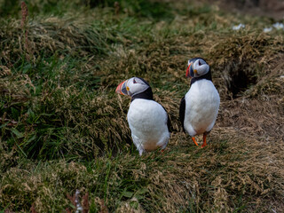 Pair of Atlantic Puffins in Coastal Grassland Habitat
