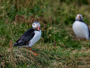 Atlantic Puffin Standing in Grassland Habitat