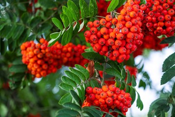Fototapeta premium Vibrant clusters of red berries surrounded by lush green leaves create a stunning natural display, showcasing the beauty of seasonal flora in a serene outdoor environment