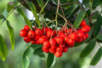 Obraz premium Vibrant clusters of red berries hang from lush green leaves, showcasing the beauty of nature in a serene outdoor setting, perfect for botanical illustrations and natural themes