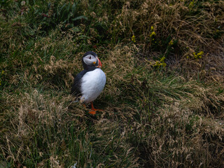 Atlantic Puffin Standing in Grassland Habitat