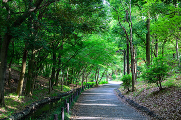 緑に囲まれた道
