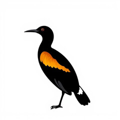 Bronze-winged Jacana Animal