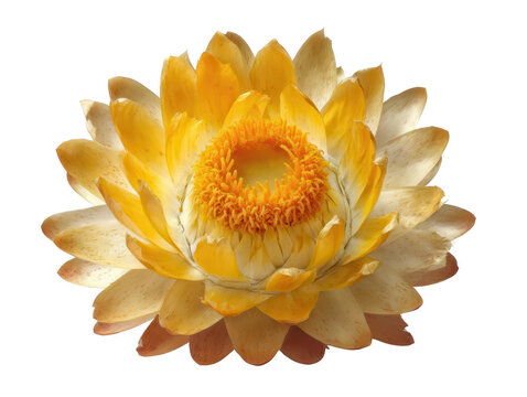 Stunning golden yellow strawflower close up isolated transparent background botanical
