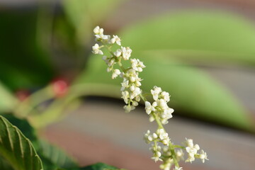 Cream-colored inflorescence of Meliosma myriantha, known as Nadobamnamu in Korea, a deciduous tree native to East Asia with clustered summer blooms. Photographed in Korea.

