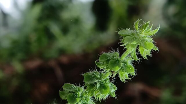 Close up of Lemon Basil or Kemangi