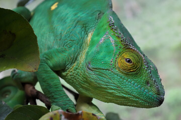 Obraz premium Female Parson's Chameleon