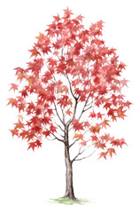 Obraz premium PNG Maple plant tree leaf.