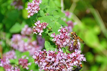 drone fly on a flower of a wild origano in summer in Germany