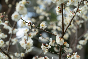 White Plum Blossoms in Full Bloom