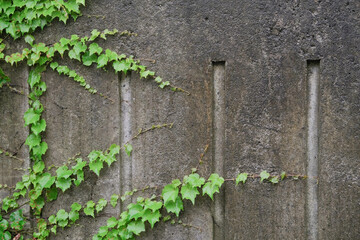 concrete wall with ivy as background