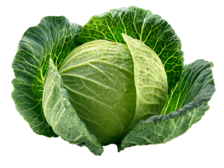 A fresh, whole green cabbage with tightly packed leaves and a slightly textured surface, surrounded by its loose outer leaves, all presented against a clean white background to emphasize its form.