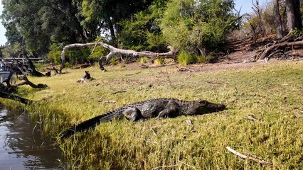 Sleeping Crocodile In Chobe National Park Kasane Botswana. Wildness Safari Scene Of Game Drive With Big Five Animals. Countryside Sky Clouds Rural Field. Countryside Sky Panoramic.