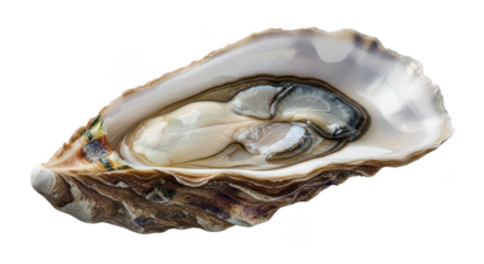 Fresh oyster opened seafood delicacy isolated on transparent background