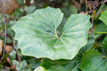 Closeup of Large Green Leaf Plant