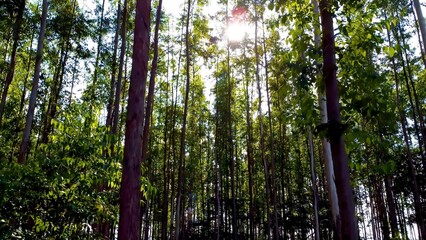 Fototapeta premium Scenic Forest In Betim Minas Gerais Brazil. Captivating Aerial View Of Plantations Forming Geometric Patterns. Colombia Nature Forest Landscape Hydrography Bay. Colombia Green. Betim Minas Gerais.