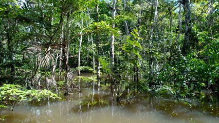 Amazonian Rainforest In Manaus Amazonas Brazil. Amazon Rainforest Showing River Winding Dense...