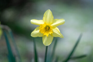 Close-Up of a Blooming Yellow Daffodil