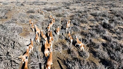 Wild Guanacos In El Calafate Santa Cruz Argentina. Herd Of Guanacos Walking On The Patagonian Steppe In Argentina. Outdoor Tourism Icon Patagonia Glacier. Snow Covered High Angle View.