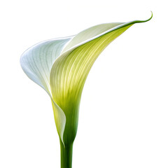 Obraz premium Arum italicum (Italian arum, Italian lords-and-ladies, large cuckoo pint) - inflorescence