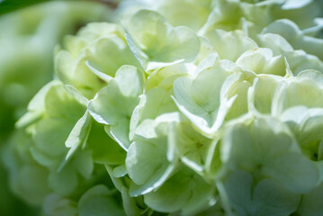 Soft Green Hydrangea Flowers in Closeup View