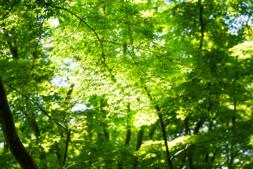 Sunlight Passing Through Green Forest Canopy