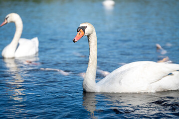 Elegant White Swans Floating on Lake