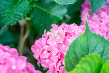 Green Insect Resting on Pink Hydrangea