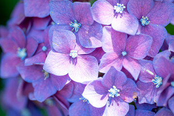 Obraz premium Closeup of Purple Hydrangea Flowers