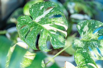 Cluster of Thai Constellation Monstera Plants with Variegated Leaves © snowdrop