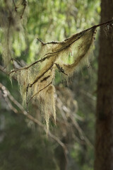 Beard lichen alias beard moss on old tree branch backlight