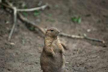 rodents in zoo