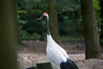 Obraz premium Red crowned crane wandering in zoo