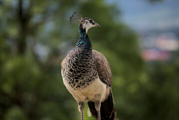 Peacock and Peahen in Czech palace