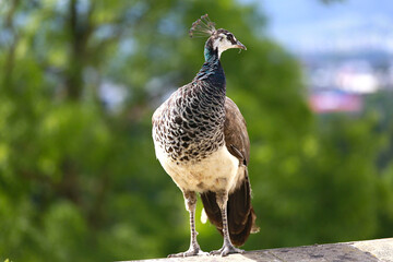 Peacock and Peahen in Czech palace