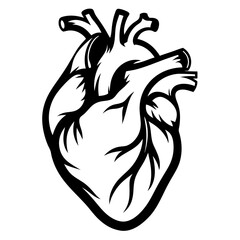 Anatomical Heart Silhouette – Realistic Medical Vector

